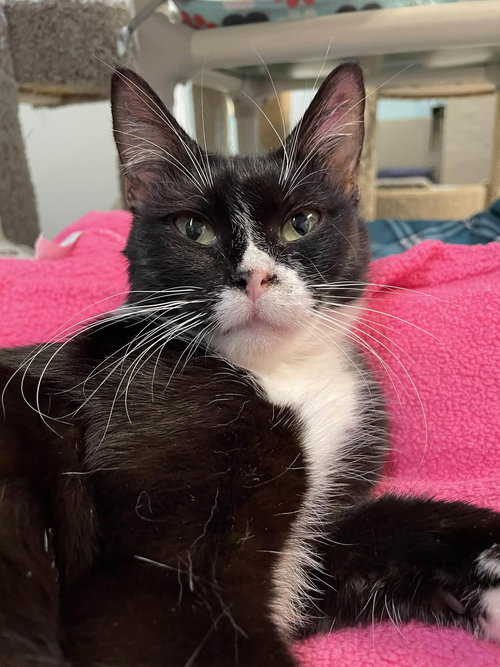 picture of the cat needing adoption