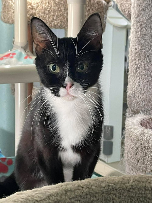 picture of the cat needing adoption