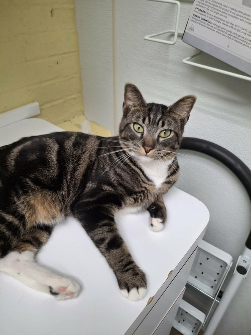 picture of the cat needing adoption