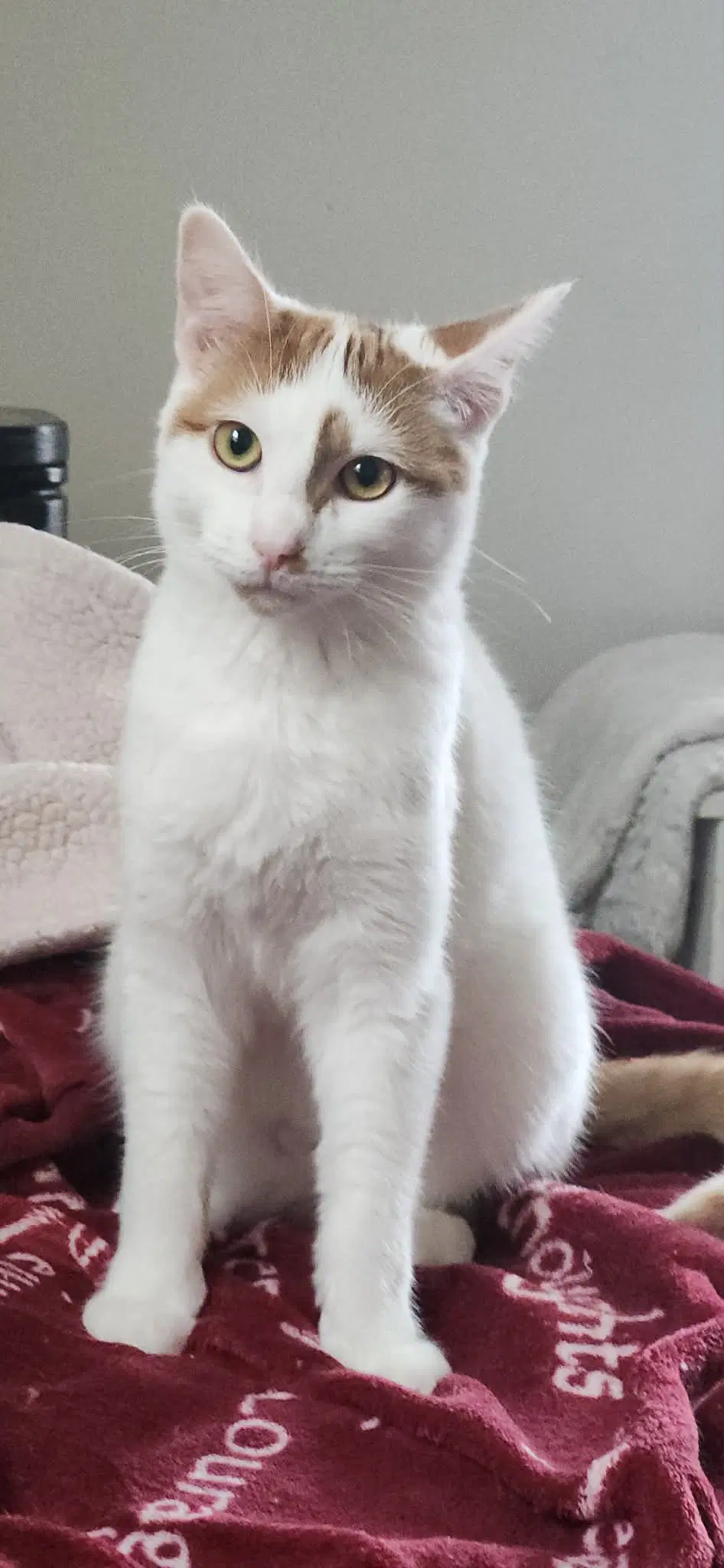Wini And Valor - Domestic Short Hair