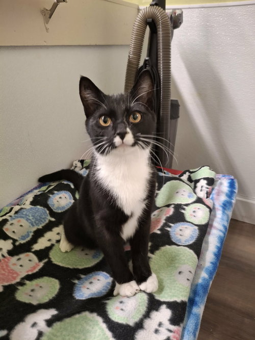 picture of the cat needing adoption