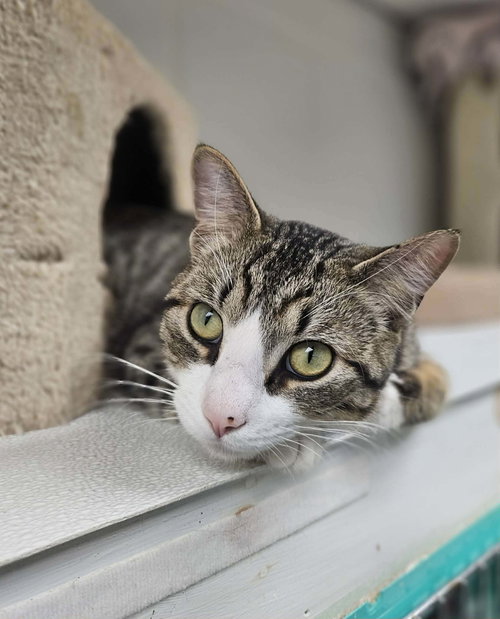 Henry AT Petsmart Newington, an adoptable Domestic Short Hair in Gonic, NH