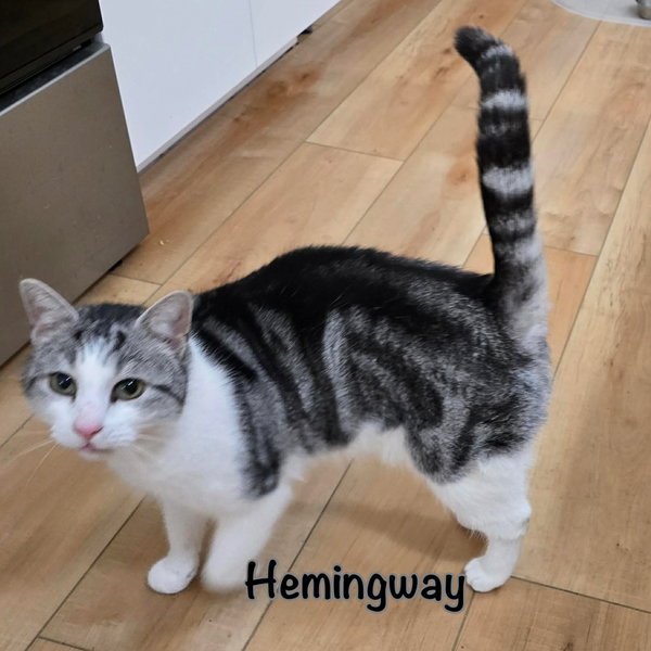Hemingway AT Petsmart Newington