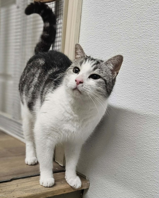 Hemingway AT Petsmart Newington