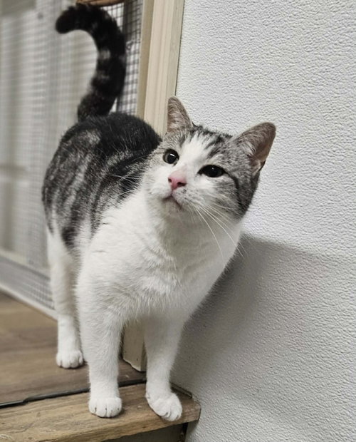 Hemingway AT Petsmart Newington, an adoptable Domestic Short Hair in Gonic, NH