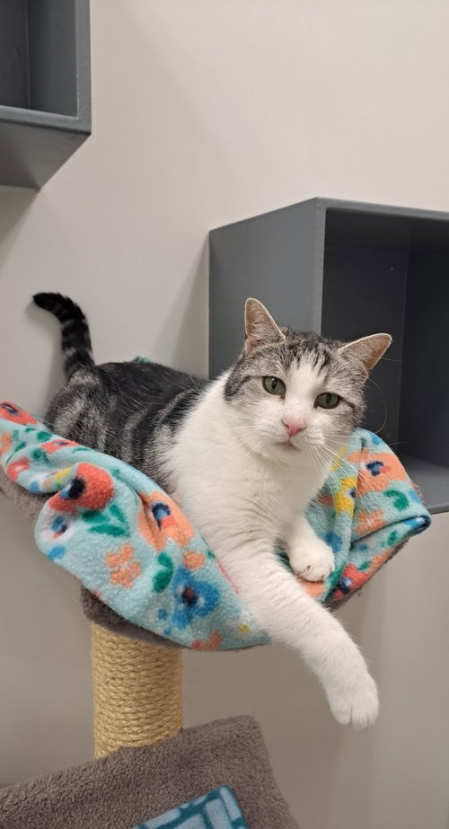 picture of the cat needing adoption