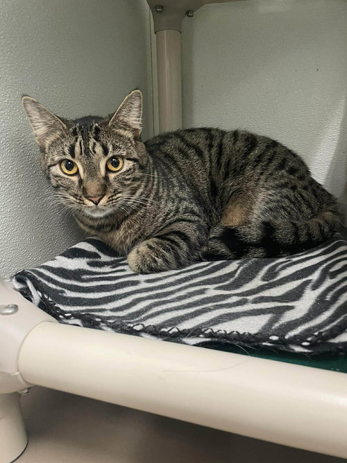 picture of the cat needing adoption