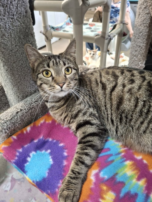 Travis, an adoptable Domestic Short Hair in Gonic, NH