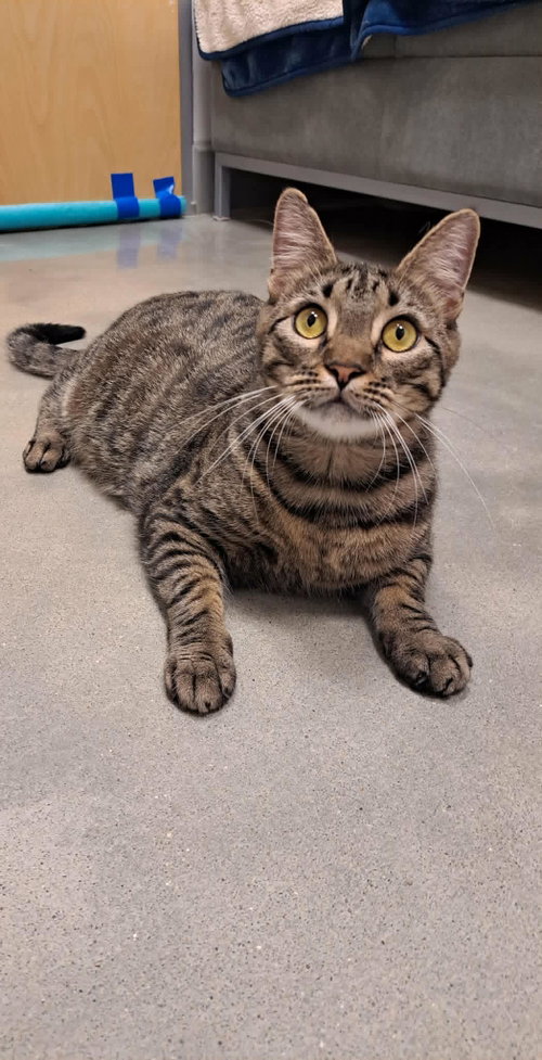 Travis, an adoptable Domestic Short Hair in Gonic, NH