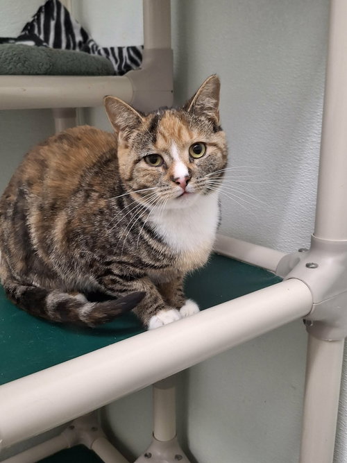 picture of the cat needing adoption