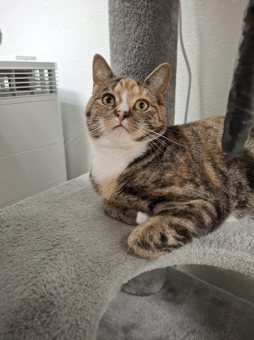 Lou, Young Domestic Short Hair (short coat), cat for adoption in Beverly, Massachusetts