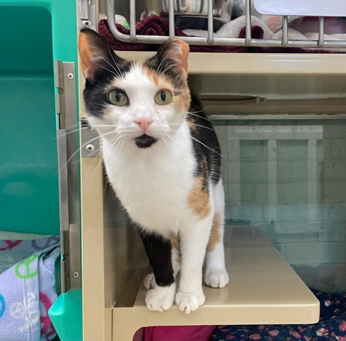 picture of the cat needing adoption