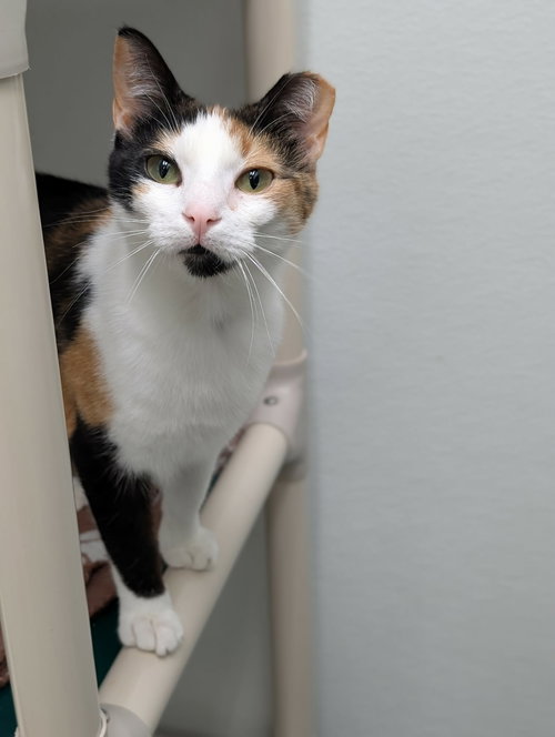 Chloe AND Zoey, an adoptable Domestic Short Hair in Gonic, NH