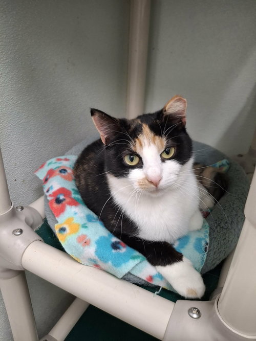 picture of the cat needing adoption