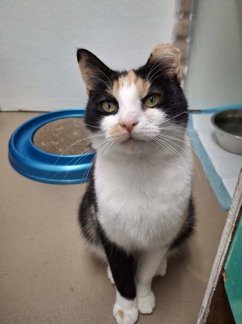 Zoey AND Chloe, an adoptable Domestic Short Hair in Gonic, NH