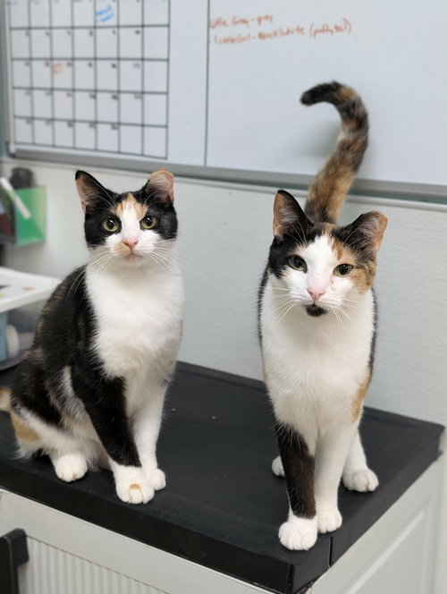 Zoey AND Chloe, Young Domestic Short Hair (short coat), cat for adoption in Beverly, Massachusetts