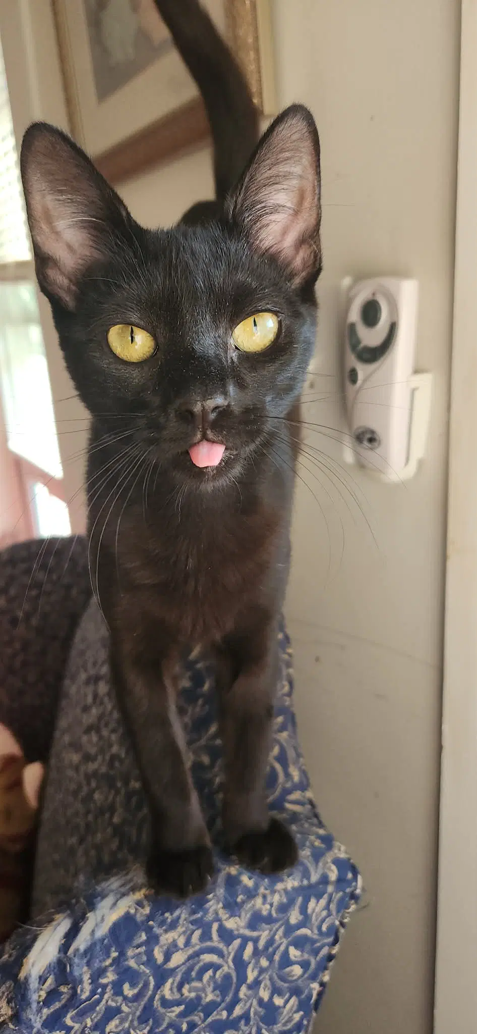 Valor And Wini - Domestic Short Hair