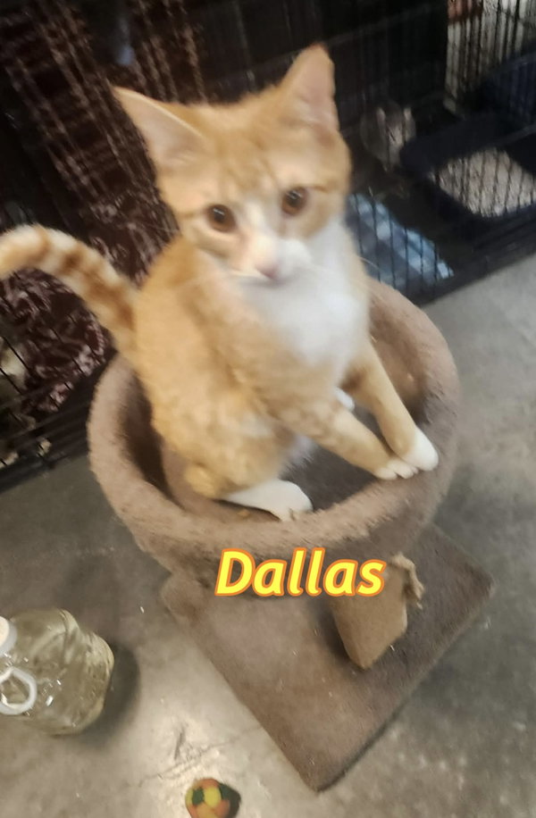 Dallas