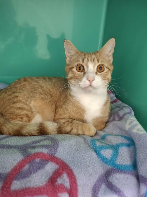 Dallas At Petsmart Newington, an adoptable Domestic Short Hair in Gonic, NH
