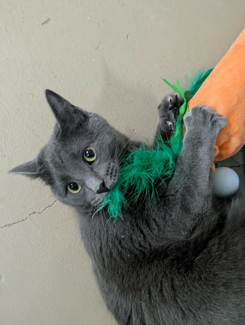 Little Gray AND Little Girl, an adoptable Domestic Short Hair in Gonic, NH