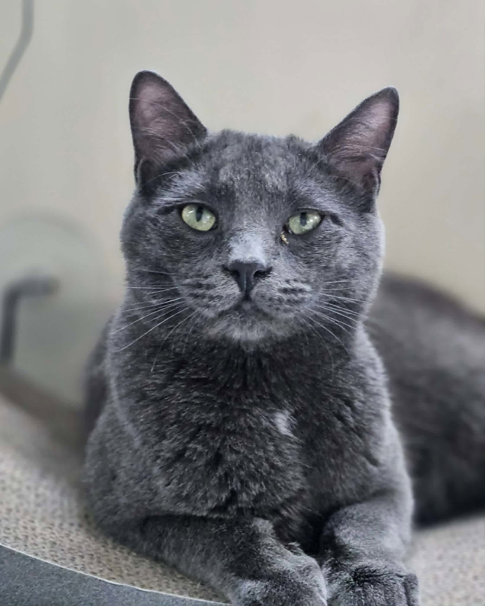 Little Gray AND Little Girl