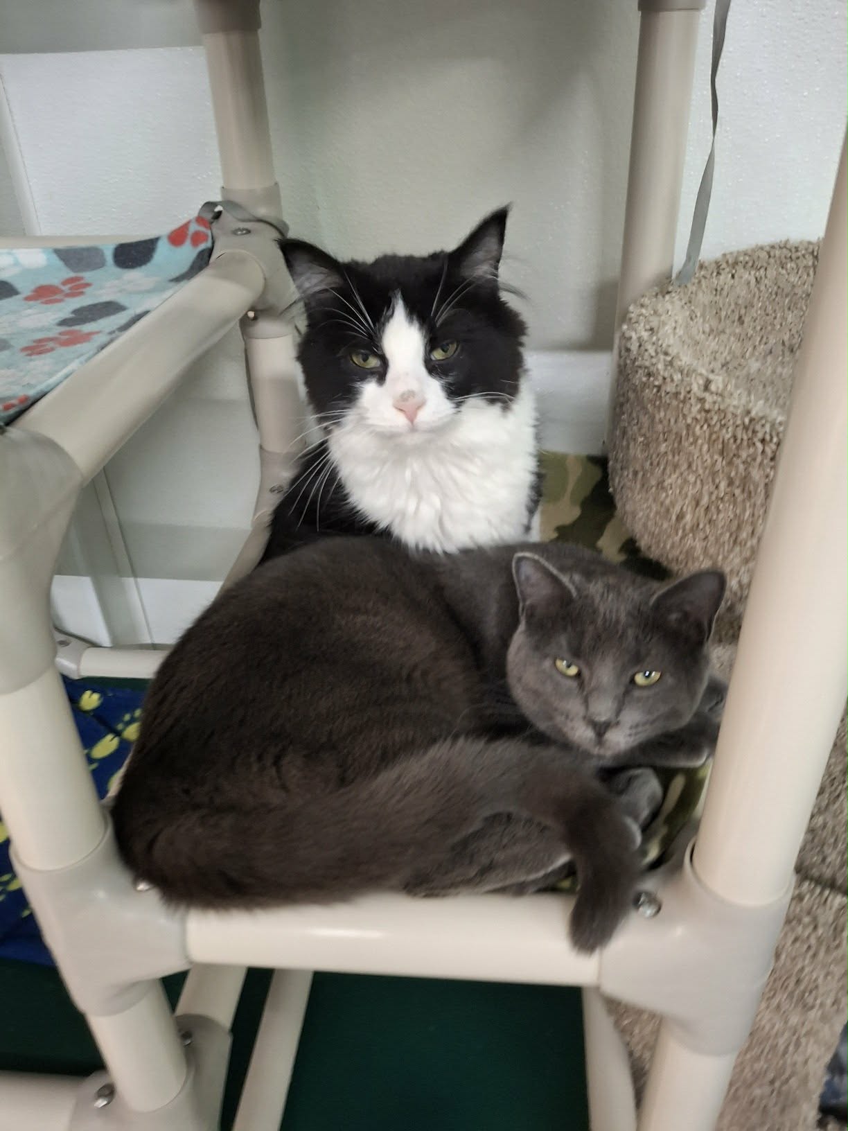 Little Girl AND Little Gray