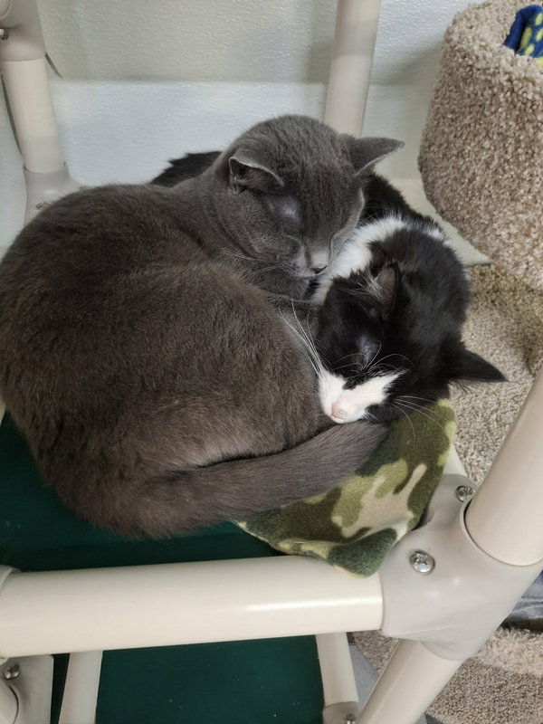 Little Girl AND Little Gray