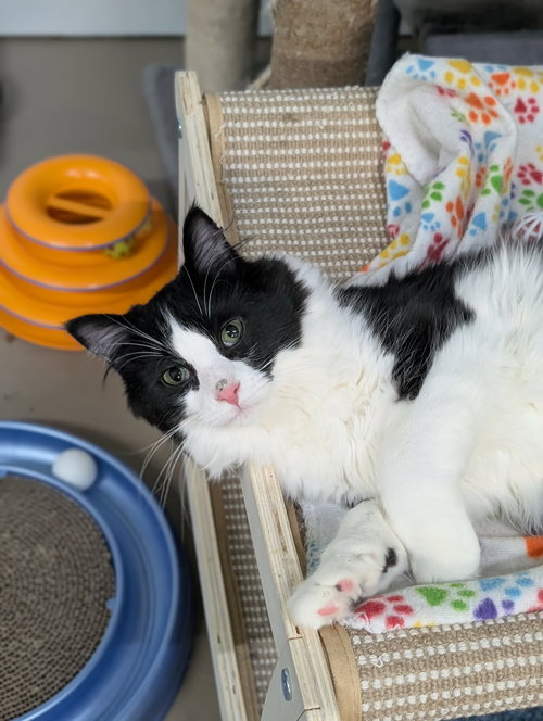 Little Girl AND Little Gray, an adoptable Domestic Long Hair in Gonic, NH