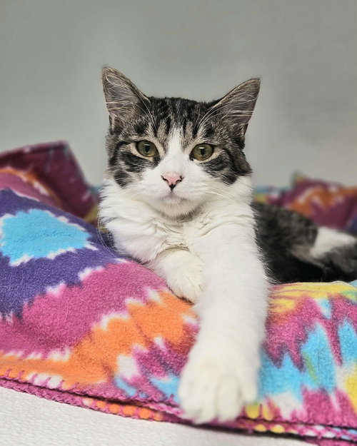 Murphy, Baby Domestic Medium Hair (medium coat), cat for adoption in Beverly, Massachusetts