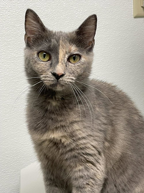 Lucy, an adoptable Domestic Short Hair in Gonic, NH