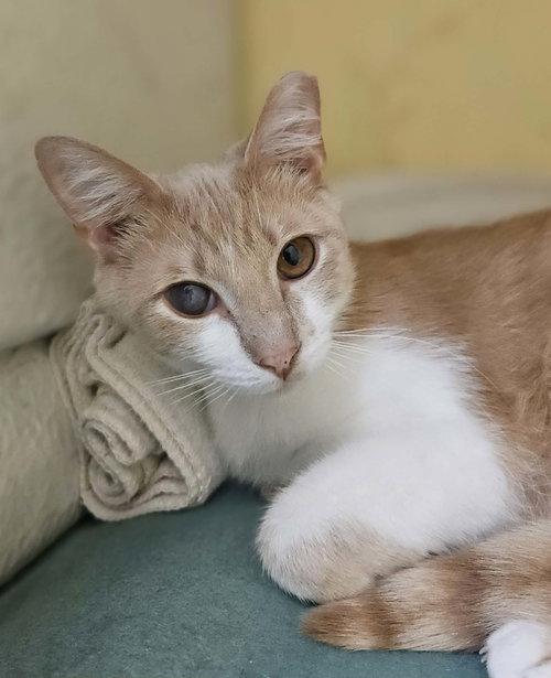 Seymore, an adoptable Domestic Short Hair in Gonic, NH