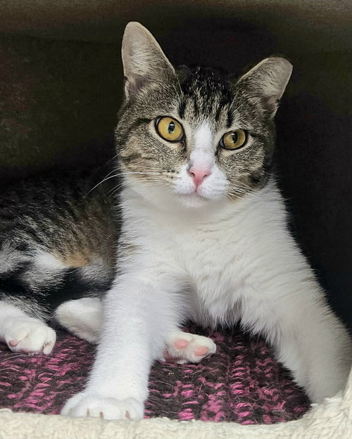 Anna AND Elsa, an adoptable Domestic Short Hair in Gonic, NH