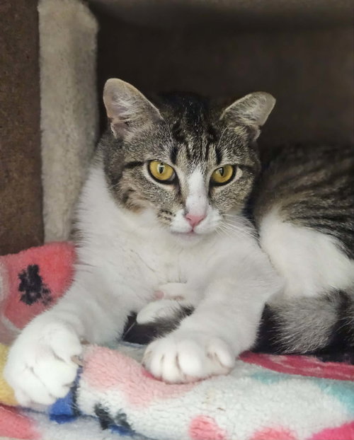 Anna AND Elsa, Baby Domestic Short Hair (short coat), cat for adoption in Rochester, New Hampshire