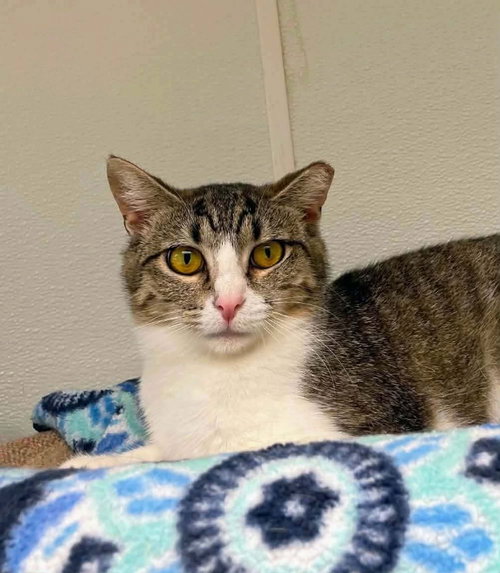 Anna AND Elsa, an adoptable Domestic Short Hair in Gonic, NH
