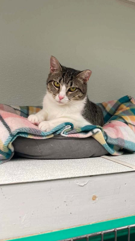 picture of the cat needing adoption