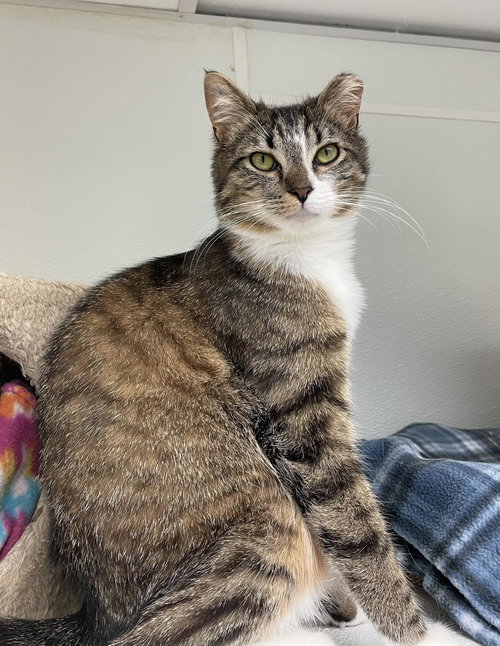 Elsa AND Anna, an adoptable Domestic Short Hair in Gonic, NH
