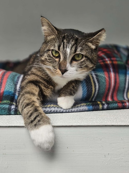 Elsa AND Anna, an adoptable Domestic Short Hair in Gonic, NH