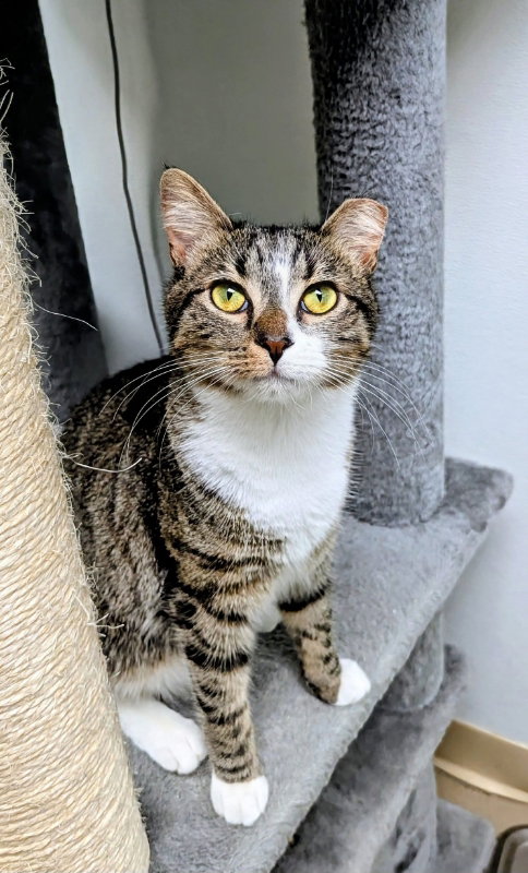 picture of the cat needing adoption