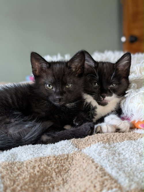 Yoshi AND Yuki