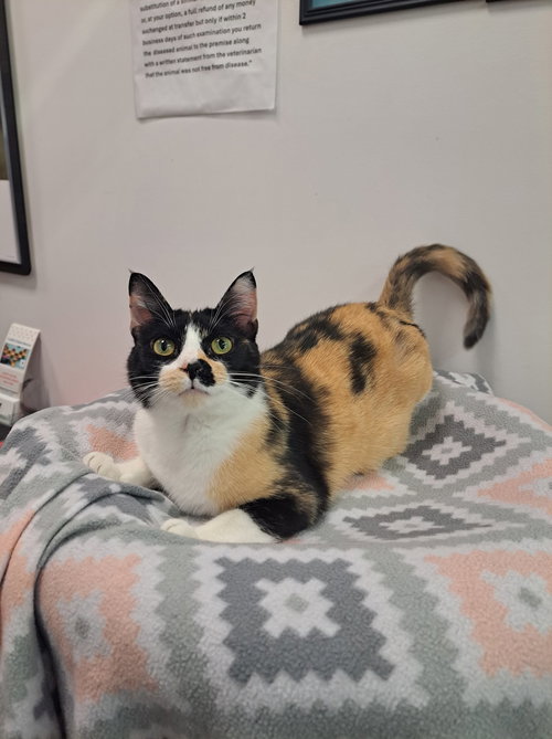 Vivian AT Petsmart Newington, an adoptable Domestic Short Hair in Gonic, NH