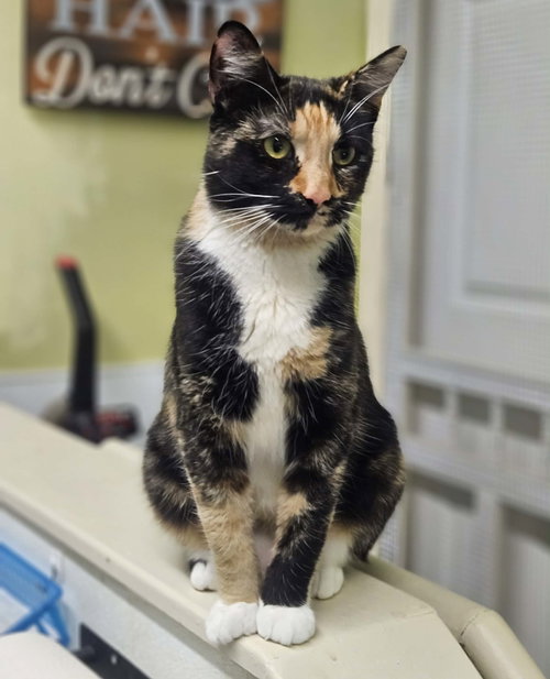 Hershey, an adoptable Domestic Short Hair in Gonic, NH
