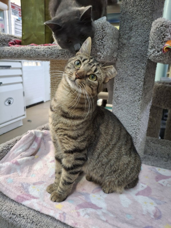 Allie AND Prince