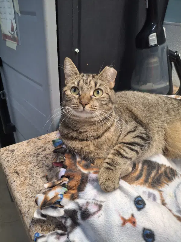 Allie And Prince - Domestic Short Hair