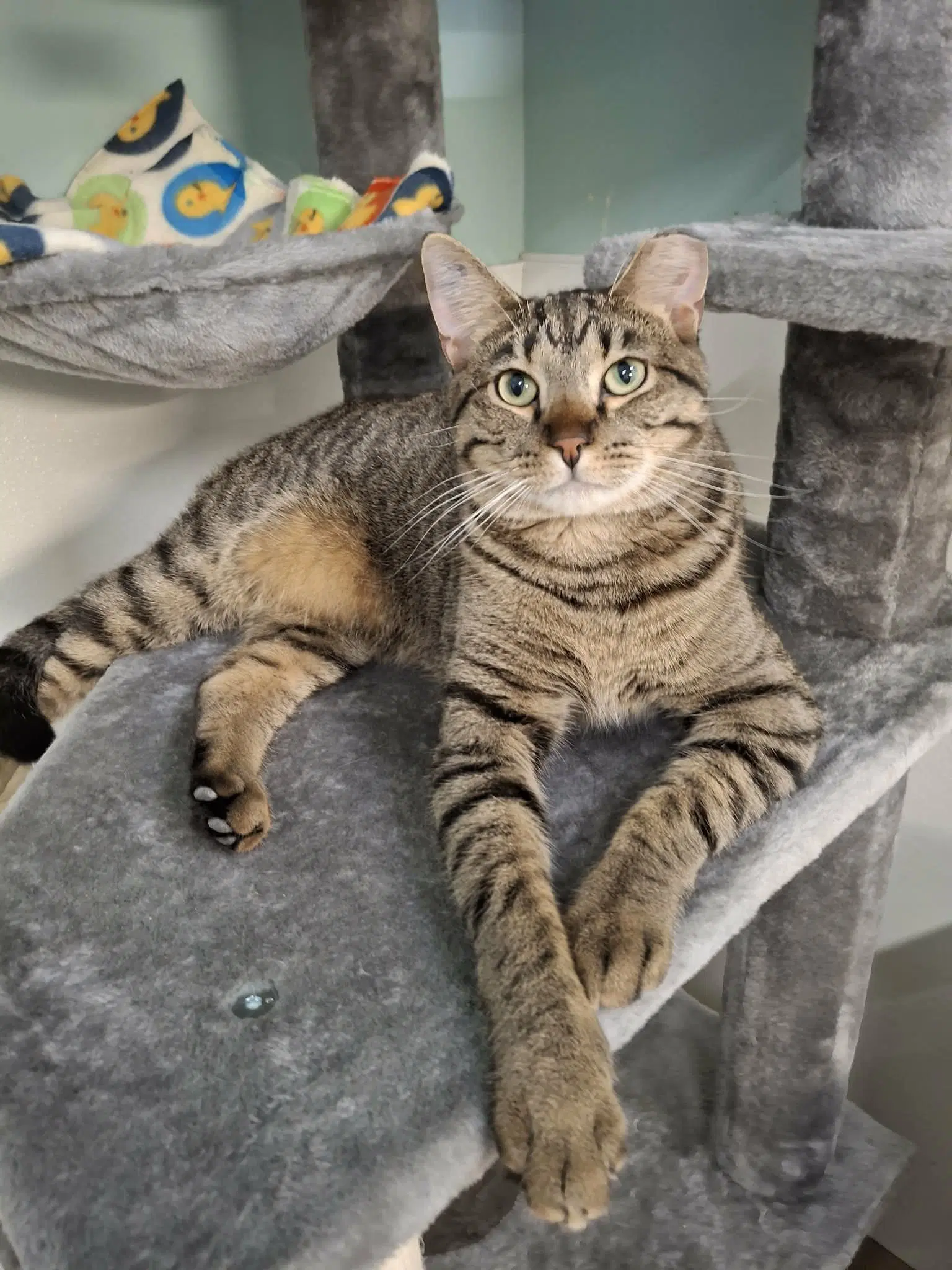 Prince And Allie - Domestic Short Hair