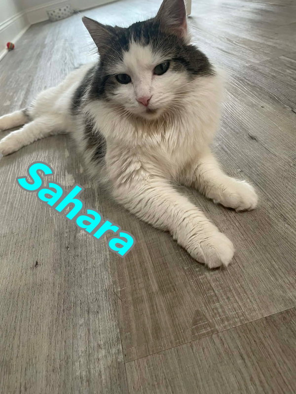 Sahara