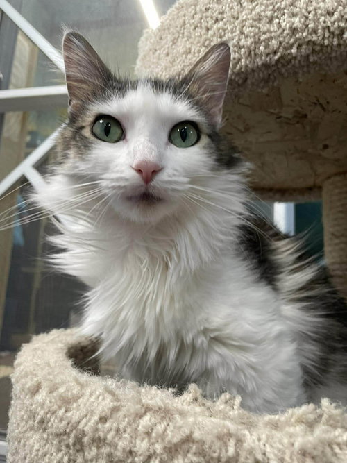 Sahara, an adoptable Domestic Long Hair in Gonic, NH