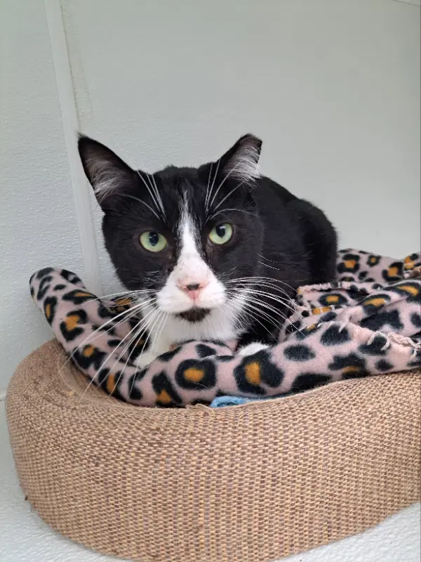 Doppler - Domestic Short Hair