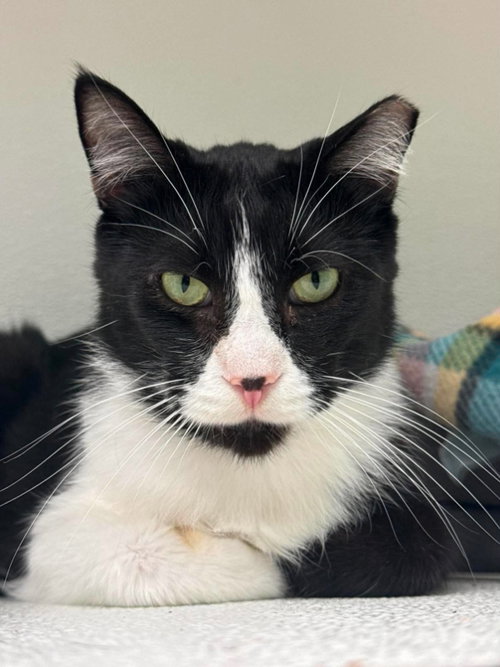 picture of the cat needing adoption