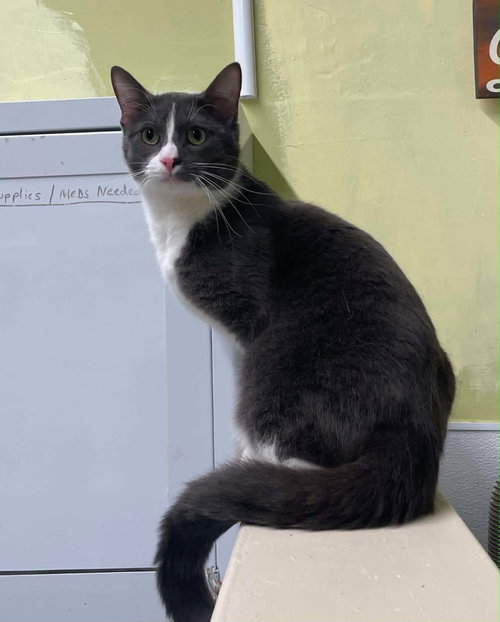Sam, an adoptable Domestic Short Hair in Gonic, NH