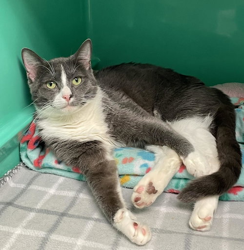 Sam, Young Domestic Short Hair (short coat), cat for adoption in Lowell, Massachusetts